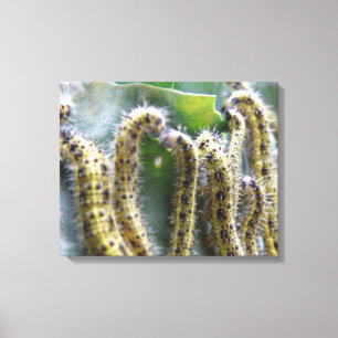 Impression sur toile de chenilles affamées du Pier