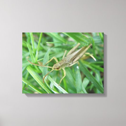 Impression sur toile de criquet (Recto)