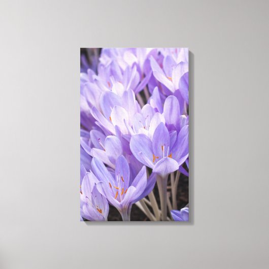 Impression sur toile de crocus enveloppé (Recto)