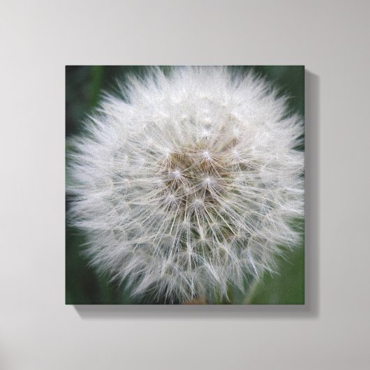 Impression sur toile de fleur de pissenlit en grai (Recto)