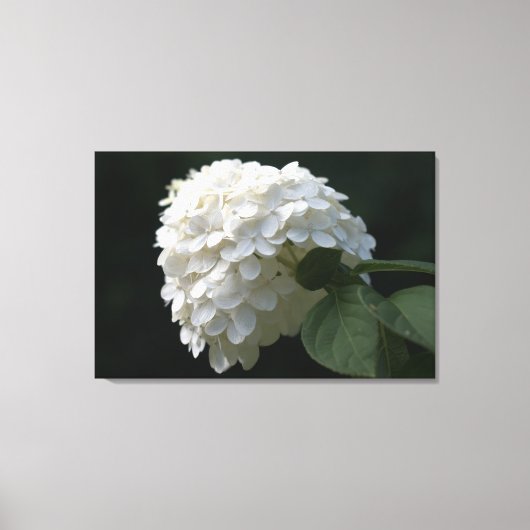 Impression sur toile de fleur d'hortensia Lime Bla (Recto)