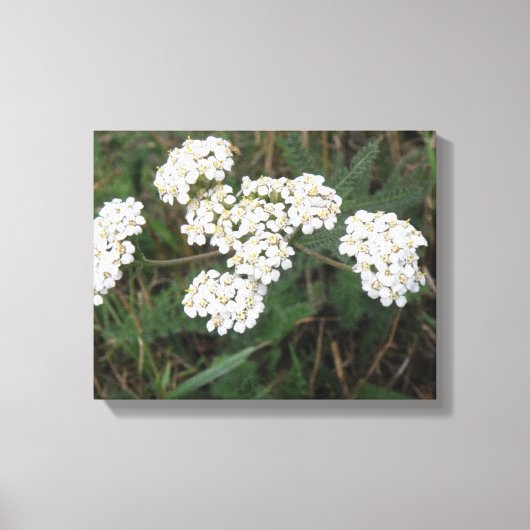 Impression sur toile de fleurs sauvages blanches (Recto)