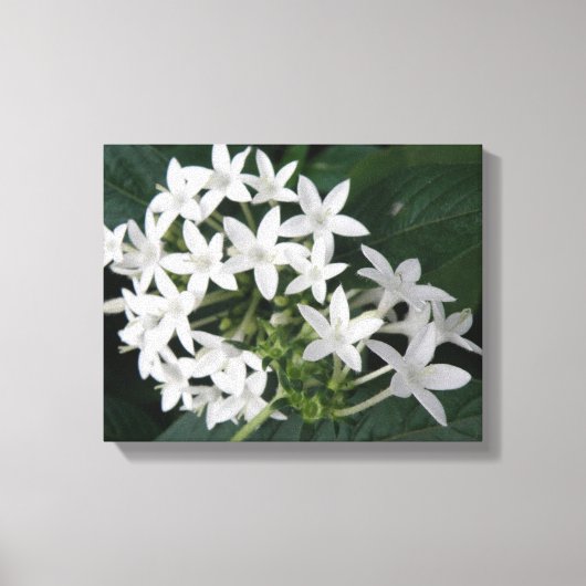Impression sur toile de fleurs tropicales blanches (Recto)