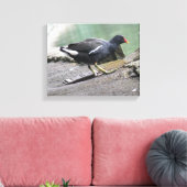 Impression sur toile de Gallinule poule d'eau (Insitu(Salon))