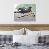 Impression sur toile de Gallinule poule d'eau (Insitu(Chambre))