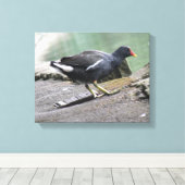 Impression sur toile de Gallinule poule d'eau (Insitu (Plancher de Bois))