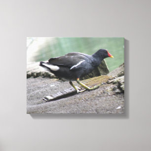 Impression sur toile de Gallinule poule d'eau