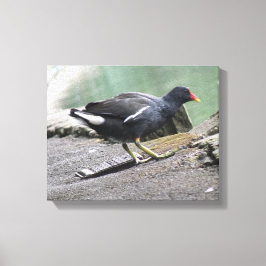 Impression sur toile de Gallinule poule d'eau (Recto)