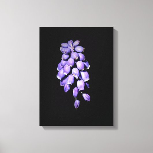 Impression sur toile de jacinthe des vignes floral (Recto)