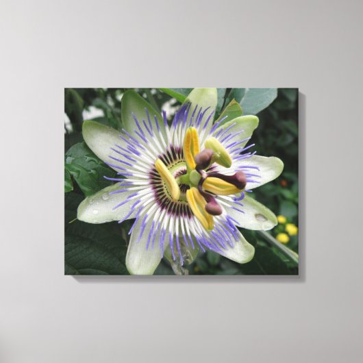 Impression sur toile de la fleur de la passion (Recto)