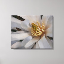 Impression sur toile de la fleur de magnolia étoil