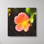 Impression sur toile de la fleur de rose de mousse (Recto)
