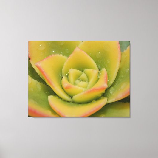 Impression sur toile de macro-art de succulente ém (Recto)