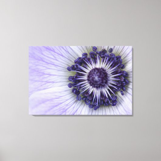 Impression sur toile de macro fleur d'anémone viol (Recto)