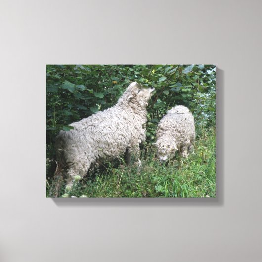 Impression sur toile de moutons mignons mangeant d (Recto)