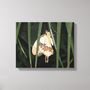Impression sur toile de papillon de nuit magnifiqu