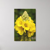 Impression sur toile de photographie de nature (Recto)