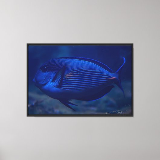 Impression sur toile de poisson tropical bleu (Recto)
