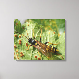 Impression sur toile de syrphe