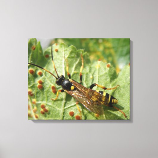 Impression sur toile de syrphe (Recto)