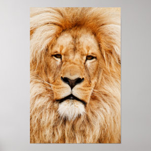 Impression sur toile de tête de lion