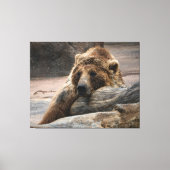 Impression sur toile d'ours grizzly endormi étiré (Recto)