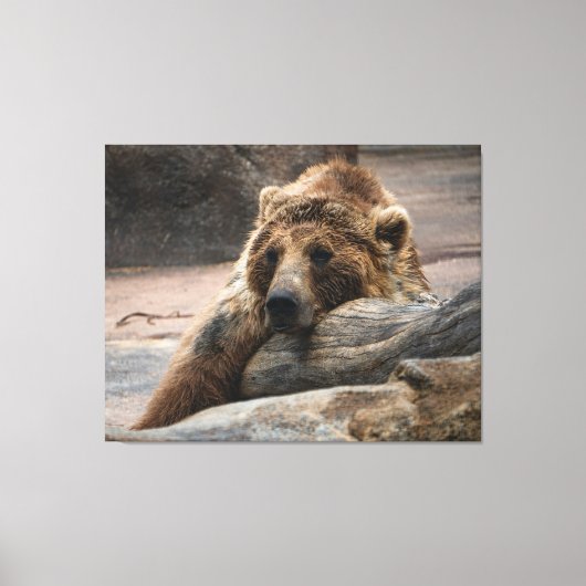 Impression sur toile d'ours grizzly endormi étiré (Recto)