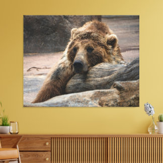 Impression sur toile d'ours grizzly endormi étiré