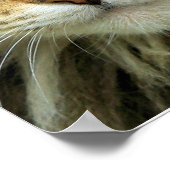 Impression sur toile du chat tigré sauvage aux yeu (Coin)