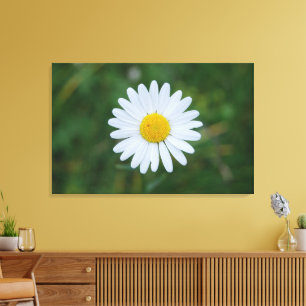 impression sur toile d'une grande marguerite isolé
