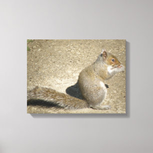 Impression sur toile Écureuil affamé Horatio