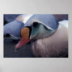 impression sur toile eider royal mâle