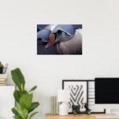 impression sur toile eider royal mâle (Bureau à domicile)