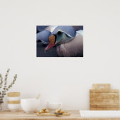 impression sur toile eider royal mâle (Cuisine)