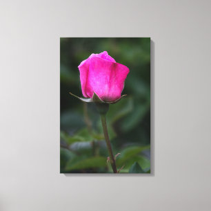 Impression sur toile Elegant bourgeon de rose rose
