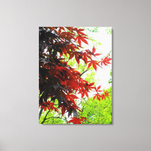 Impression sur toile emballée 'Fiery Maples'