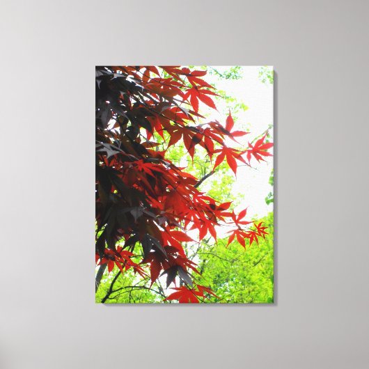 Impression sur toile emballée 'Fiery Maples' (Recto)
