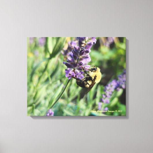 Impression sur toile étendue Abeille bourdonne et (Recto)