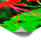 Impression sur toile étendue de Pride of Barbados (Coin)