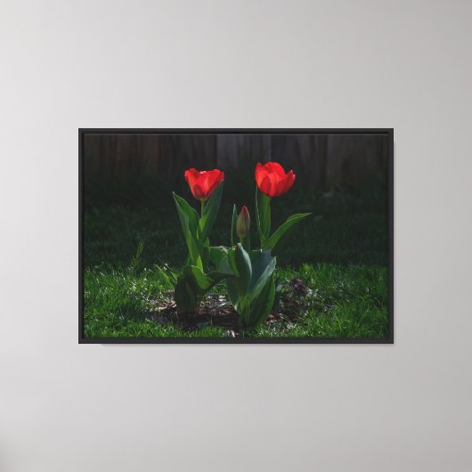 Impression sur toile étendue de Tulipes rouges (Recto)