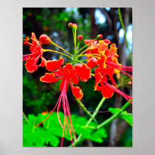 Impression sur toile étendue Pride of Barbade