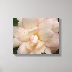 Impression sur toile Fleur de Begonia blanc