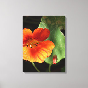 Impression sur toile Fleur de capucine