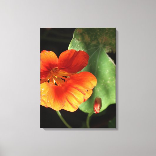 Impression sur toile Fleur de capucine (Recto)