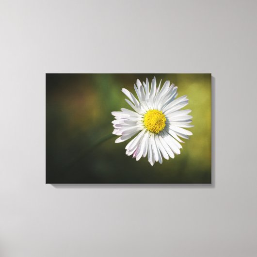 Impression sur toile - Fleur de marguerite (Recto)