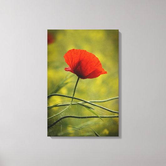 Impression sur toile - Fleur de pavot unique en fl (Recto)