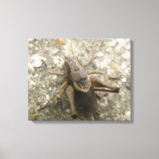 Impression sur toile Grillon des champs marron (Recto)