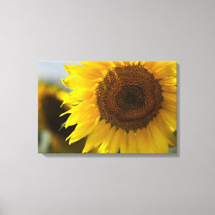 Impression sur toile - Gros plan de beau tournesol