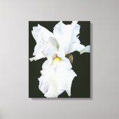 Impression sur toile Iris à barbe blanche sur fond (Recto)