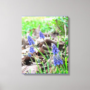 Impression sur toile - Jacinthe des vignes